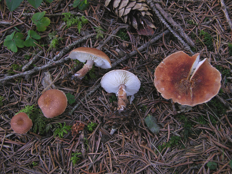 Cystoderma granulosum.